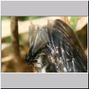 Stylops melittae - Faecherfluegler m11 5mm an Andrena vaga.jpg